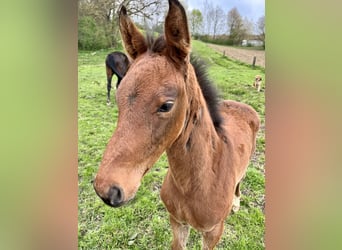 Westphalien, Hongre, 3 Ans, 172 cm, Bai