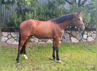 Westphalien, Hongre, 3 Ans, 172 cm, Bai