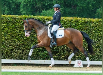 Westphalien, Hongre, 3 Ans, 173 cm, Bai