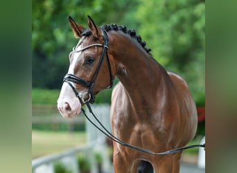 Westphalien, Hongre, 3 Ans, 173 cm, Bai