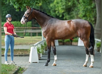 Westphalien, Hongre, 3 Ans, 173 cm, Bai