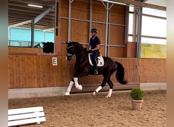 Westphalien, Hongre, 3 Ans, 174 cm, Noir