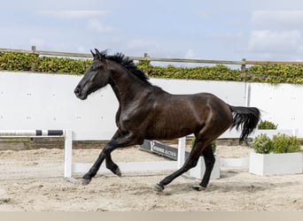 Westphalien, Hongre, 3 Ans, 175 cm, Bai brun