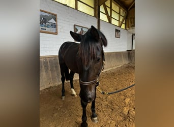Westphalien, Hongre, 3 Ans, 178 cm, Noir