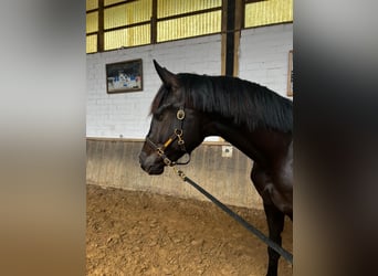 Westphalien, Hongre, 3 Ans, 178 cm, Noir