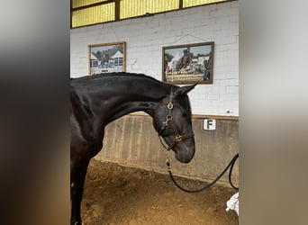 Westphalien, Hongre, 3 Ans, 178 cm, Noir