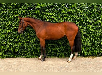 Westphalien, Hongre, 3 Ans, Bai