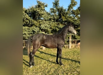 Westphalien, Hongre, 3 Ans, Gris noir