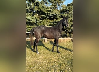 Westphalien, Hongre, 3 Ans, Gris noir
