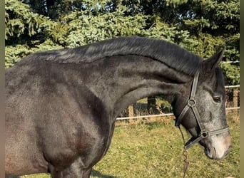 Westphalien, Hongre, 3 Ans, Gris noir