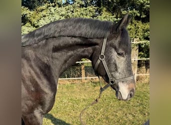 Westphalien, Hongre, 3 Ans, Gris noir