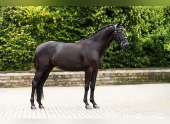 Westphalien, Hongre, 3 Ans, Noir