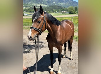 Westphalien, Hongre, 4 Ans, 138 cm, Bai
