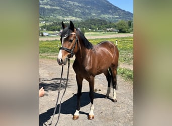 Westphalien, Hongre, 4 Ans, 138 cm, Bai