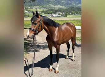 Westphalien, Hongre, 4 Ans, 138 cm, Bai