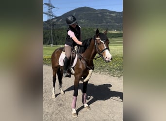Westphalien, Hongre, 4 Ans, 138 cm, Bai