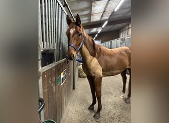 Westphalien, Hongre, 4 Ans, 155 cm, Alezan