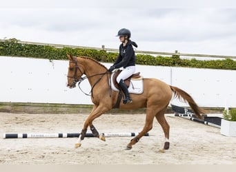 Westphalien, Hongre, 4 Ans, 160 cm, Alezan