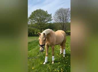 Westphalien, Hongre, 4 Ans, 160 cm, Palomino
