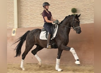 Westphalien, Hongre, 4 Ans, 162 cm, Noir