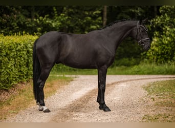 Westphalien, Hongre, 4 Ans, 162 cm, Noir