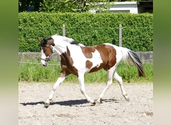 Westphalien, Hongre, 4 Ans, 162 cm, Pinto