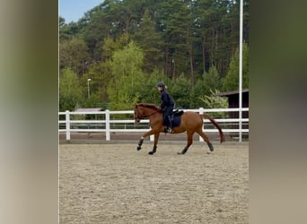 Westphalien, Hongre, 4 Ans, 163 cm, Alezan