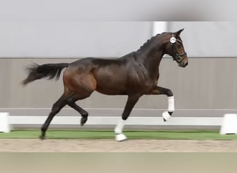 Westphalien, Hongre, 4 Ans, 163 cm, Bai brun