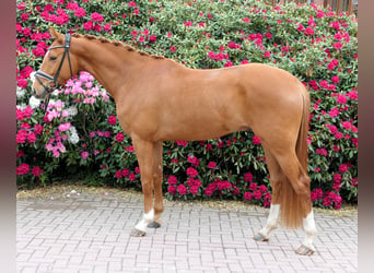 Westphalien, Hongre, 4 Ans, 164 cm, Alezan
