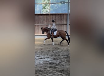 Westphalien, Hongre, 4 Ans, 164 cm, Bai