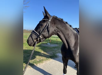 Westphalien, Hongre, 4 Ans, 164 cm, Noir