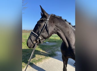 Westphalien, Hongre, 4 Ans, 164 cm, Noir