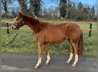 Westphalien, Hongre, 4 Ans, 165 cm, Alezan