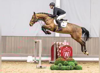 Westphalien, Hongre, 4 Ans, 165 cm, Bai