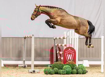 Westphalien, Hongre, 4 Ans, 165 cm, Bai