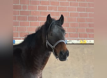 Westphalien, Hongre, 4 Ans, 165 cm