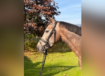 Westphalien, Hongre, 4 Ans, 165 cm, Gris