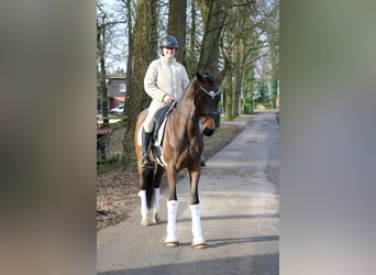 Westphalien, Hongre, 4 Ans, 166 cm, Bai brun