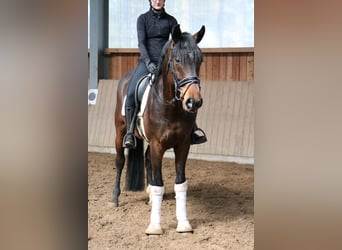 Westphalien, Hongre, 4 Ans, 166 cm, Bai brun
