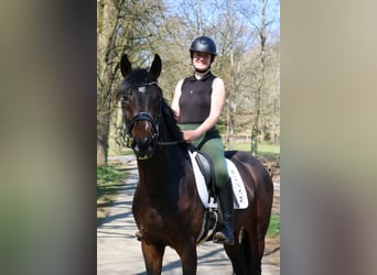 Westphalien, Hongre, 4 Ans, 166 cm, Bai brun