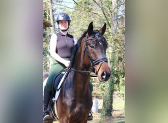 Westphalien, Hongre, 4 Ans, 166 cm, Bai brun