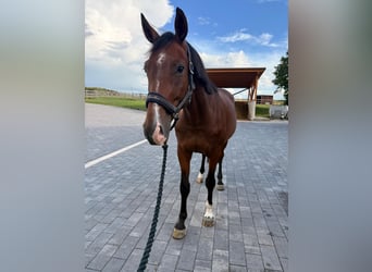 Westphalien, Hongre, 4 Ans, 166 cm, Bai brun