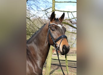 Westphalien, Hongre, 4 Ans, 166 cm, Bai brun