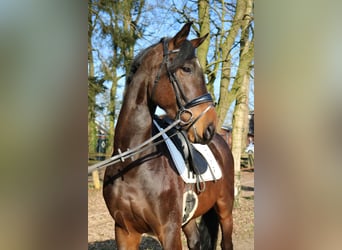 Westphalien, Hongre, 4 Ans, 166 cm, Bai brun