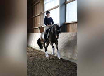 Westphalien, Hongre, 4 Ans, 166 cm, Bai brun