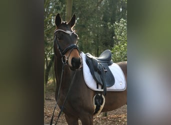 Westphalien, Hongre, 4 Ans, 166 cm, Bai brun