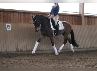 Westphalien, Hongre, 4 Ans, 166 cm, Bai brun