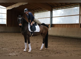 Westphalien, Hongre, 4 Ans, 166 cm, Bai brun