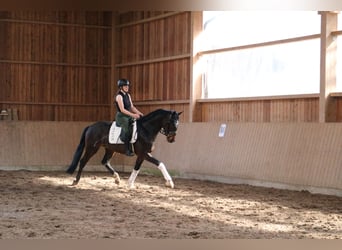 Westphalien, Hongre, 4 Ans, 166 cm, Bai brun