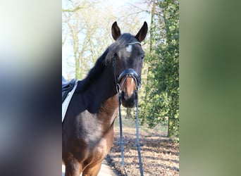 Westphalien, Hongre, 4 Ans, 166 cm, Bai brun